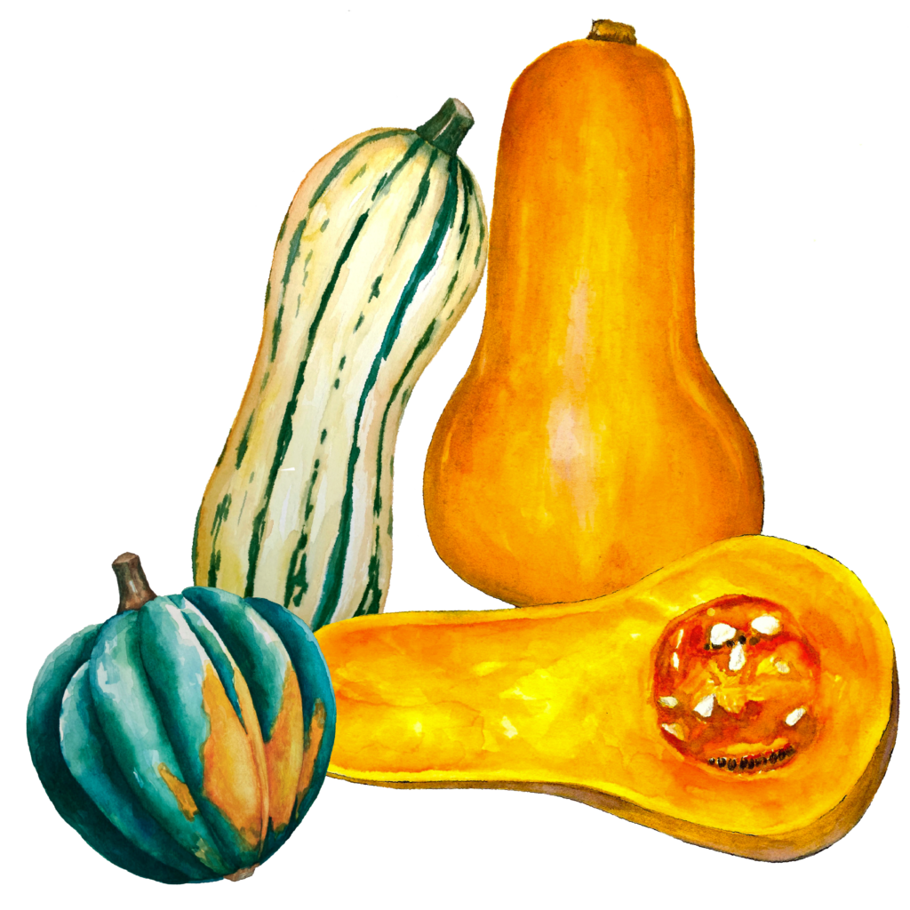 Winter Squash Translate In Tamil