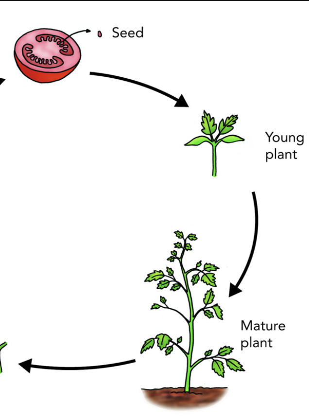 Tomato Life Cycle - Massachusetts Farm to School