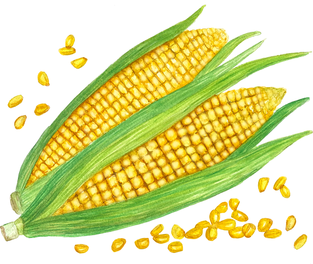 evolution-of-corn-grades-9-12-massachusetts-farm-to-school